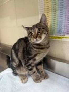 Rescue Domestic Short Hair Cats for Adoption in Manitowoc, Wisconsin - Tres Leches | PetCurious