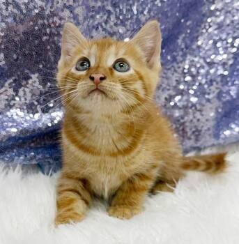 Scallop is the happiness you have been searching for - poofy too -  Tabby Cat for Adoption in Bedford Hills, New York - Scallop Is The Happiness You Have Been Searching For - Poofy Too | PetCurious
