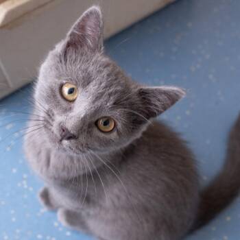 Mauve -  Domestic Short Hair and Siamese Cat for Adoption in Saint Paul, Minnesota - Mauve | PetCurious