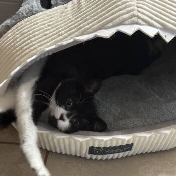 Avenue -  Munchkin Cat for Adoption in Opelika, Alabama - Avenue | PetCurious