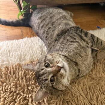 Domestic Short Hair Cats Available for Adoption - Benito 2 | PetCurious