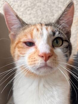 Domestic Short Hair Cats Available for Adoption - Willow | PetCurious