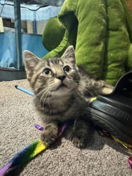 Bleu Cheese (with Colby Jack) -  Domestic Short Hair Cat for Adoption in Richmond, Virginia - Bleu Cheese (with Colby Jack) | PetCurious