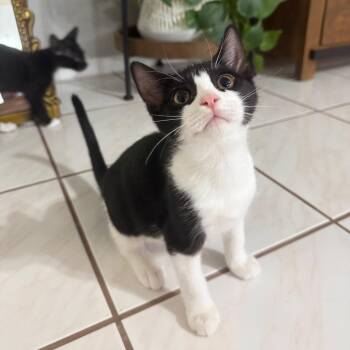 Rio -  Domestic Short Hair Cat for Adoption in Sarasota, Florida - Rio | PetCurious