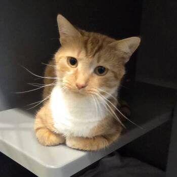 Rescue Domestic Short Hair Cats for Adoption in Leesburg, Virginia - FEATHER | PetCurious