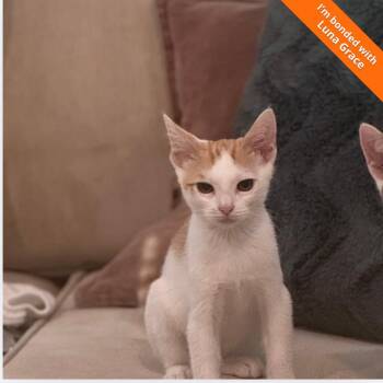 Cheeto -  Domestic Short Hair Cat for Adoption in Pleasant Hill, California - Cheeto | PetCurious