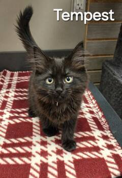 Domestic Long Hair Cats Available for Adoption in Sidney, Ohio - Tempest | PetCurious