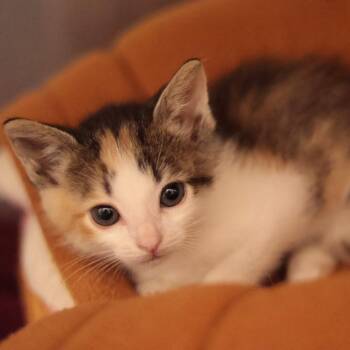 GucciCat -  Domestic Short Hair Cat for Adoption in Philadelphia, Pennsylvania - GucciCat | PetCurious