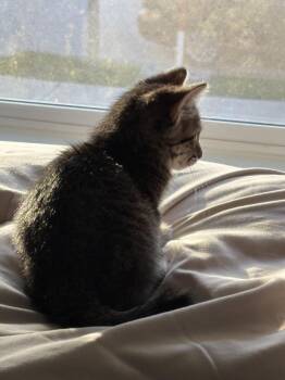 Pixel -  Domestic Short Hair and Tabby Cat for Adoption in Rosenberg, Texas - Pixel | PetCurious