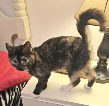 Rescue Domestic Short Hair Cats for Adoption in Wadsworth, Ohio - Caramel | PetCurious