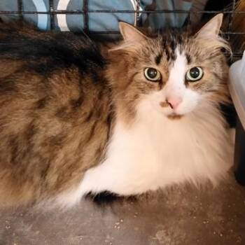 Simba -  Domestic Long Hair Cat for Adoption in West Warwick, Rhode Island - Simba | PetCurious