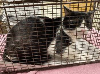 Domestic Short Hair Cats Available for Adoption in Modesto, California - A610043 | PetCurious