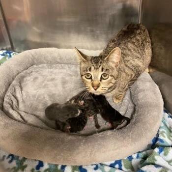 Domestic Short Hair Cats Available for Adoption - Noodle | PetCurious