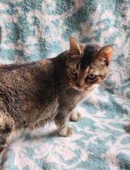 Domestic Short Hair Cats Available for Adoption in Warner Robins, Georgia - Hera | PetCurious