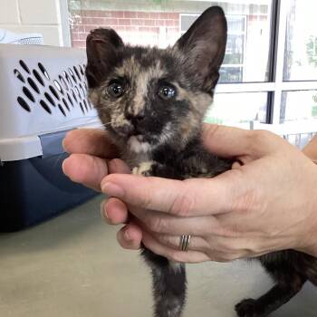 Elsie -  Domestic Short Hair Cat for Adoption in Montgomery, Alabama - Elsie | PetCurious