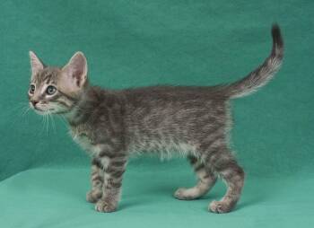 Wish -  Domestic Short Hair Cat for Adoption in Davis, California - Wish | PetCurious