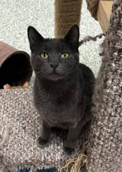 Domestic Short Hair Cats Available for Adoption - Bee | PetCurious
