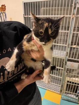 Rescue Calico Cats for Adoption in Eagle, Colorado - Margo | PetCurious