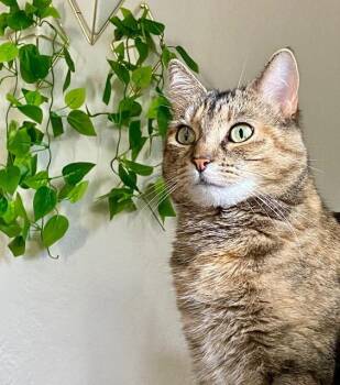 Astrid -  Domestic Short Hair Cat for Adoption in Cincinnati, Ohio - Astrid | PetCurious