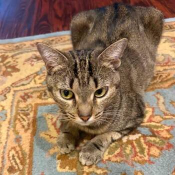 Leo -  Domestic Short Hair Cat for Adoption in Philadelphia, Pennsylvania - Leo | PetCurious