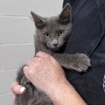 Sardine -  Domestic Medium Hair Cat for Adoption in Lufkin, Texas - Sardine | PetCurious