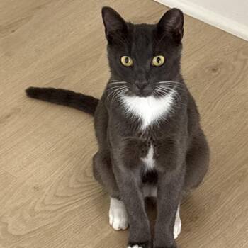 Thomas -  Domestic Short Hair Cat for Adoption in Port Richey, Florida - Thomas | PetCurious