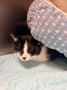 Sox -  Domestic Short Hair Cat Available for Adoption in Morgantown, Kentucky - Sox | PetCurious