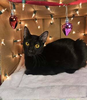 Domestic Short Hair Cats Available for Adoption - Caterina - Sweet And Affectionate | PetCurious