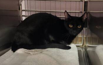 Bertha-Barn Cat -  Domestic Short Hair Cat for Adoption in Vancouver, Washington - Bertha-Barn Cat | PetCurious