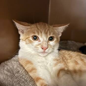 Rescue Domestic Short Hair Cats for Adoption in Middlebury, Vermont - Mustard | PetCurious