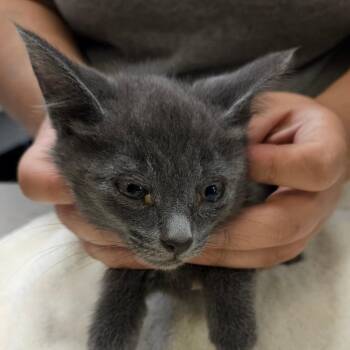 SCFL-Stray-66350 -  Domestic Short Hair Cat for Adoption in Lake Panasoffkee, Florida - SCFL-Stray-66350 | PetCurious
