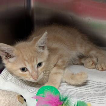 Walter White -  Domestic Short Hair Cat for Adoption in Titusville, Florida - Walter White | PetCurious
