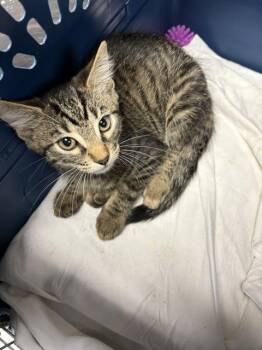 Rescue Domestic Short Hair Cats for Adoption in Fort Walton Beach, Florida - WHITNEY MEOWSTON | PetCurious