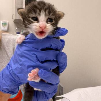 Chaz -  Domestic Short Hair Cat for Adoption in Chattanooga, Tennessee - Chaz | PetCurious