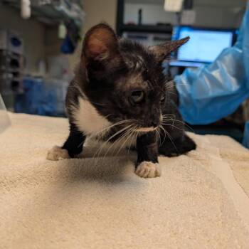Lamp -  Domestic Short Hair Cat for Adoption in Pasadena, California - Lamp | PetCurious