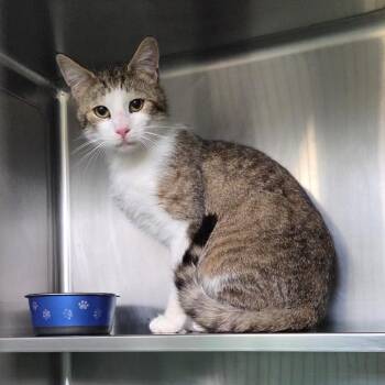 Domestic Short Hair Cats Available for Adoption in Bristol, Indiana - Shepherd