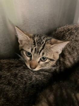 STRAW -  Domestic Short Hair Cat for Adoption in Dallas, Texas - STRAW | PetCurious