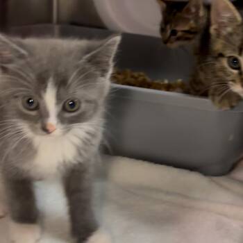 Acorn -  Domestic Short Hair Cat Available for Adoption in Los Angeles, California - Acorn | PetCurious