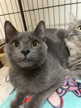 Butch -  Domestic Short Hair Cat for Adoption in Hayward, Wisconsin - Butch | PetCurious