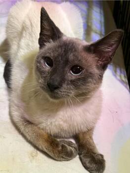 Rescue Siamese Cats for Adoption in New Braunfels, Texas - Yami | PetCurious