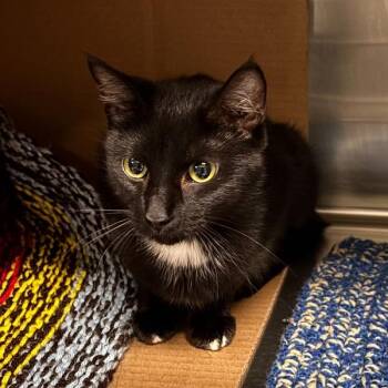 Jamie -  Domestic Short Hair Cat for Adoption in Des Moines, Iowa - Jamie | PetCurious