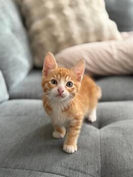 Domestic Short Hair Cats Available for Adoption in Oceanside, California - Luke | PetCurious