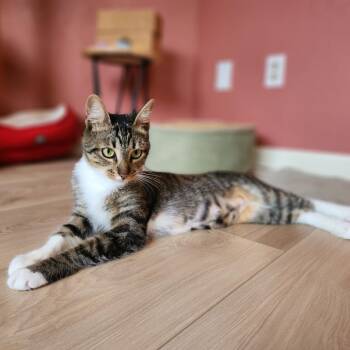 Aspen -  Domestic Short Hair Cat for Adoption in Santa Rosa, California - Aspen | PetCurious