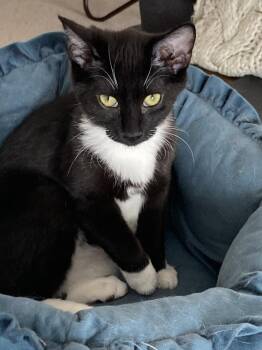 Domestic Short Hair Cats Available for Adoption - Dixie | PetCurious