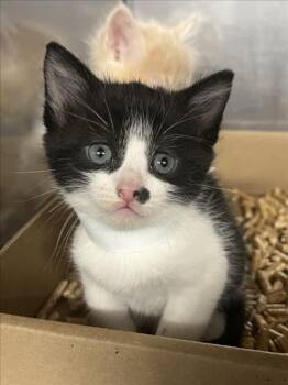 *OREO -  Domestic Short Hair Cat for Adoption in Woodland, California - *OREO | PetCurious