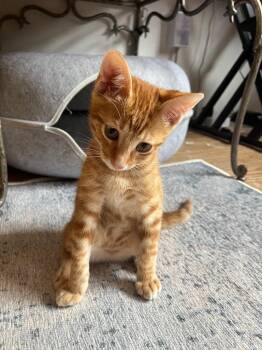 Lupito -  Domestic Short Hair Cat for Adoption in San Antonio, Texas - Lupito | PetCurious