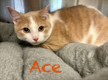 Domestic Short Hair Cats Available for Adoption in West Union, Ohio - Ace | PetCurious