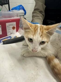 A273812 -  Domestic Short Hair Cat for Adoption in Chula Vista, California - A273812 | PetCurious