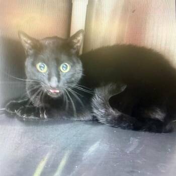 IVHS-Stray-142037 -  Domestic Short Hair Cat for Adoption in San Gabriel, California - IVHS-Stray-142037 | PetCurious