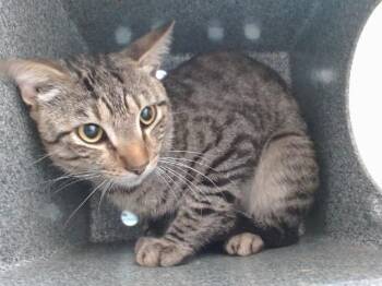 ONYX -  Domestic Short Hair Cat for Adoption in Orlando, Florida - ONYX | PetCurious